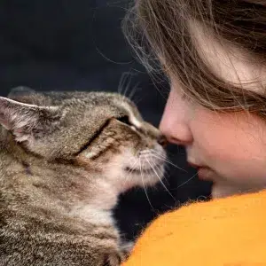 Svarttigrerad och vit katt som är nos mot nos med en flicka i gul tröja. Finns på sidan priser för katt hos Vetmobilen.