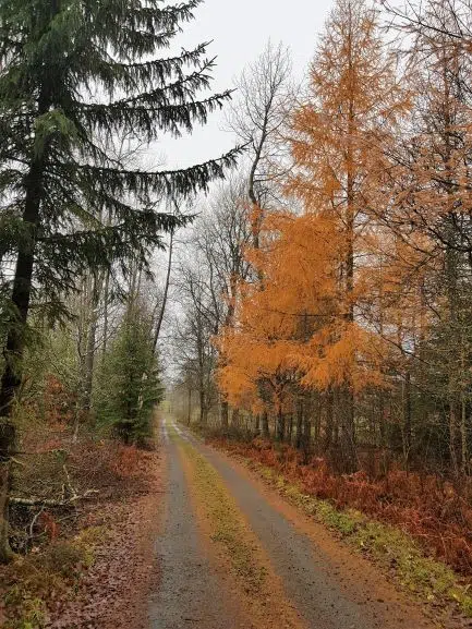 Grusväg med mörkgröna granar och lärkträd där barren har blivit orange.