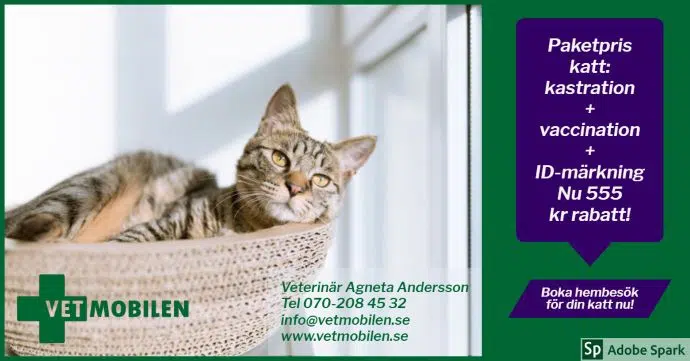 Kastrering av hankatt. Bild med avslappnad svarttigrerad katt som vilar i en kort. Texten Vetmobilen, och information om vår paketrabatt vid samtidig vaccination, ID-märkning och kastration av hankatt.